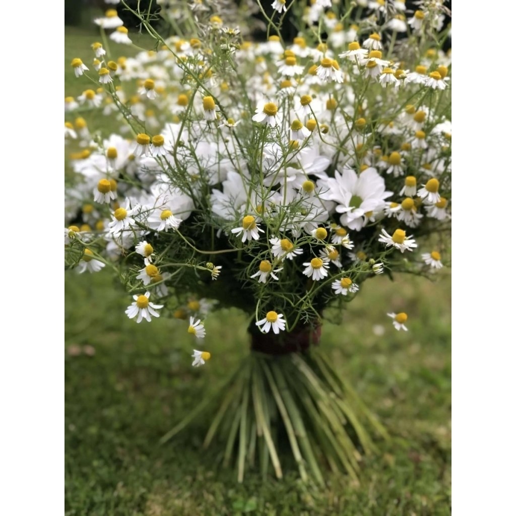 Rekvalifikační kurz Florista – úroveň ČELEDÍN, Ostrava, 8. 6. - 25. 6. 2026